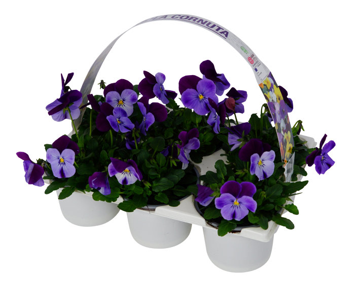 Penséer Cornuta Ø9 cm 6-pack